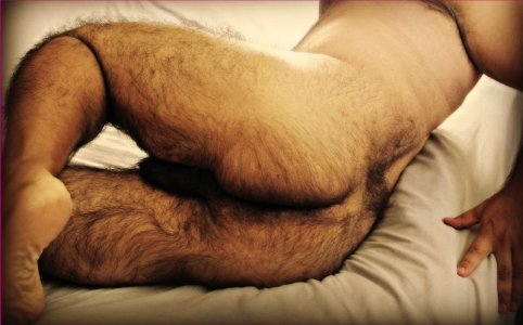 hairy-ass035.jpg