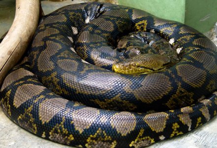 Python_reticulatus_сетчатый_пи&#1090.jpg