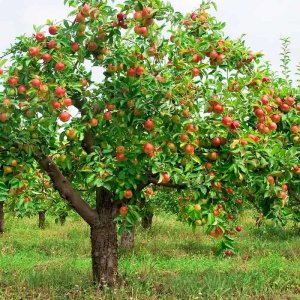 Apple-tree-with-fruit-1_2048x.jpg
