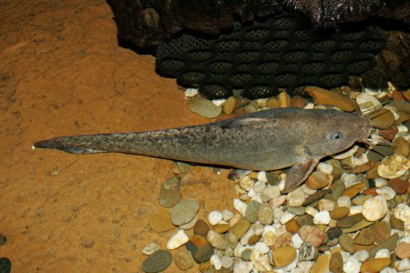 Eel-tail_catfish.jpg