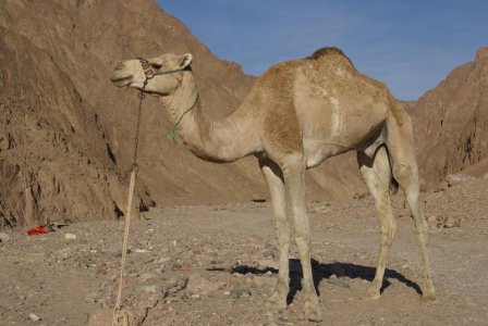 Camelus_dromedarius_in_Nuweiba.jpg