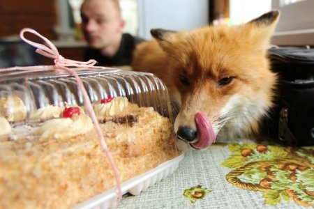 fox and cake.jpg