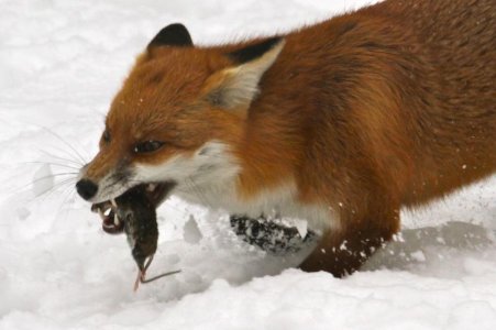 mouse in snow.jpg mouse in snow.jpg