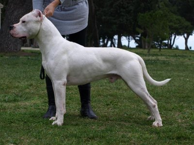 0Dogo-argentino-22122251920.jpg