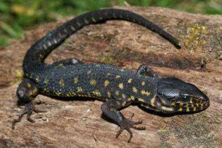 Yellow-Spotted-Lizard.jpg
