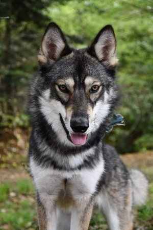 Female Tamaskan Dog 💚💚.jpeg.jpg