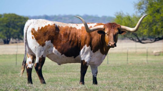 Texas-longhorn.jpg