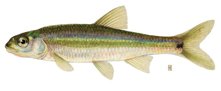 Notropis_hudsonius.jpg