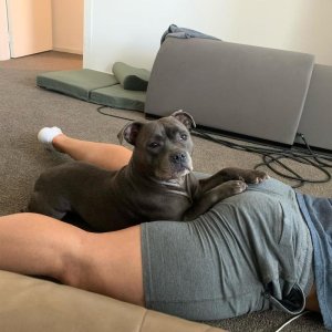 Tim J Perry and Indi 87788640.jpg