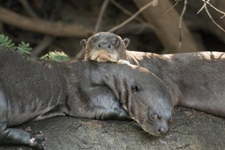 Giant_otters_(Pteronura_brasiliensis).jpg