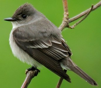 westernwoodpewee.jpg