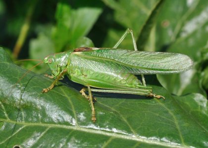 2560px-Tettigonia_viridissima_qtl2.jpg