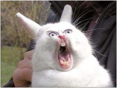 031609_0451_ScaryBunny1.jpg