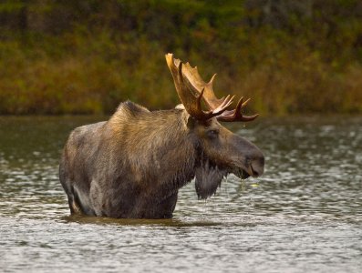 moose.jpg