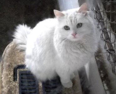 Turkish_Angora_in_Ankara_Zoo_(AOÇ).jpeg.jpg