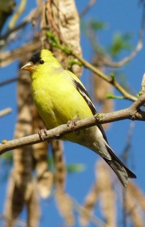 Male_American_Goldfinch_in_Lodi_CA.jpeg.jpg