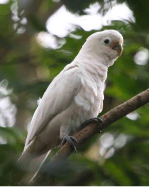 Cacatua_goffiniana_-in_tree-6.jpg