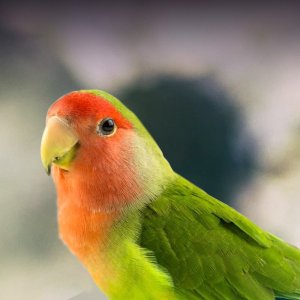 Lovebird.jpg