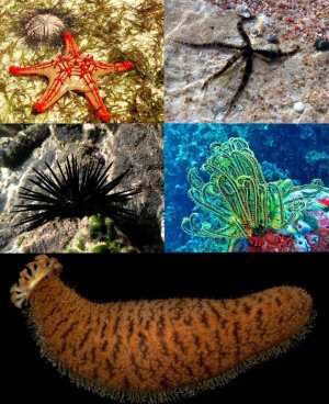 Echinoderm_collage.jpg