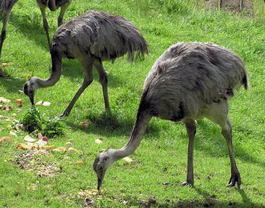 Greater_rhea_pair_arp.jpg
