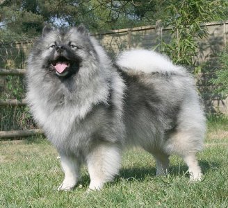 Keeshond_Majic_standing_cropped.jpg