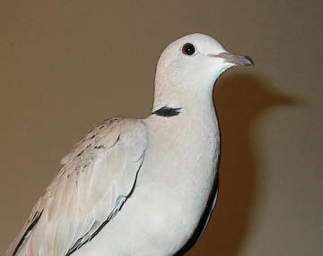 Ringneck-Dove.jpg