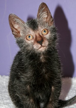 Lykoi.jpg