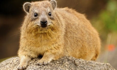 Rock-hyrax-010.jpg