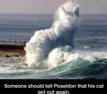 Poseidon cat.jpg
