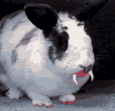 Bunny fangs.gif