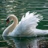 Swan
