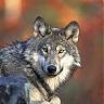 greydog