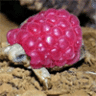 RaspberryTurtle