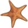 PokeTheStarfish