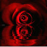 MNRomantic