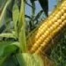 Cornstalk