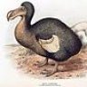 dodobird