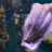 zoltanspawn