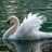 Swan