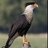 Caracara
