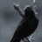 corvuspirit